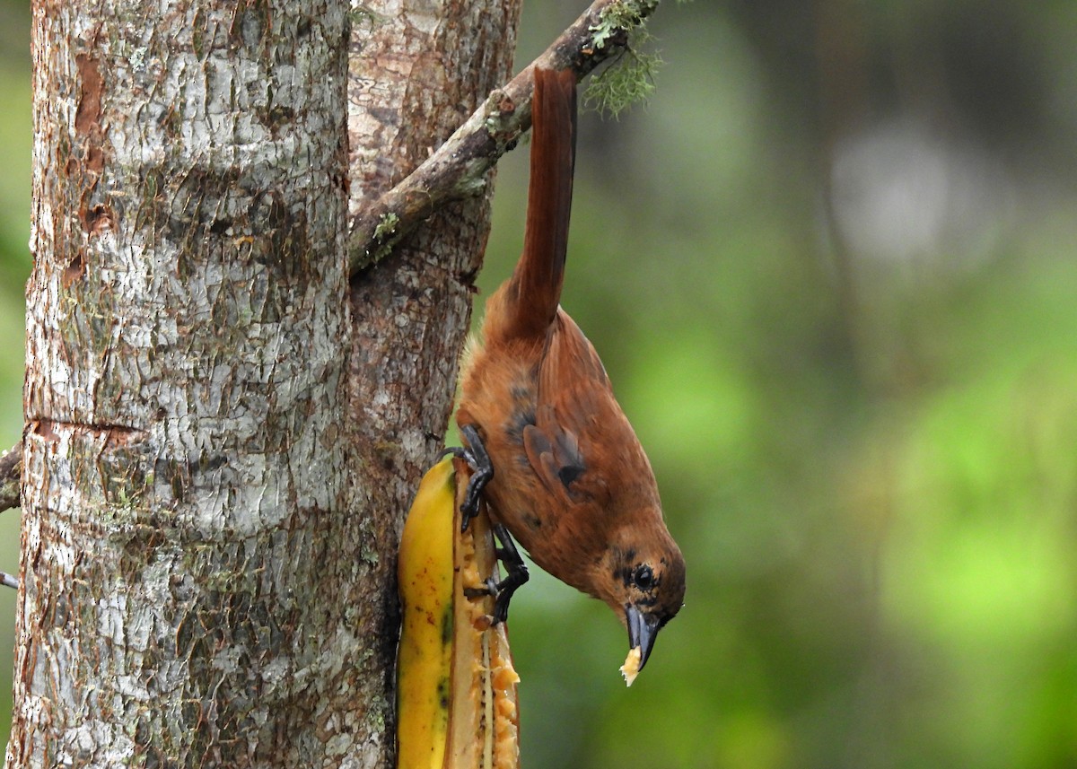 White-lined Tanager - ML642285545