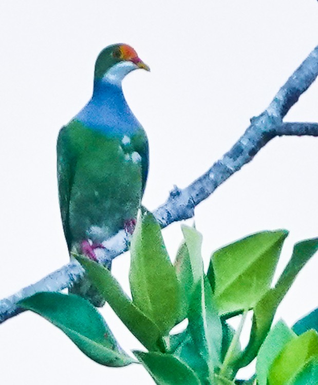 Orange-fronted Fruit-Dove - ML642285549