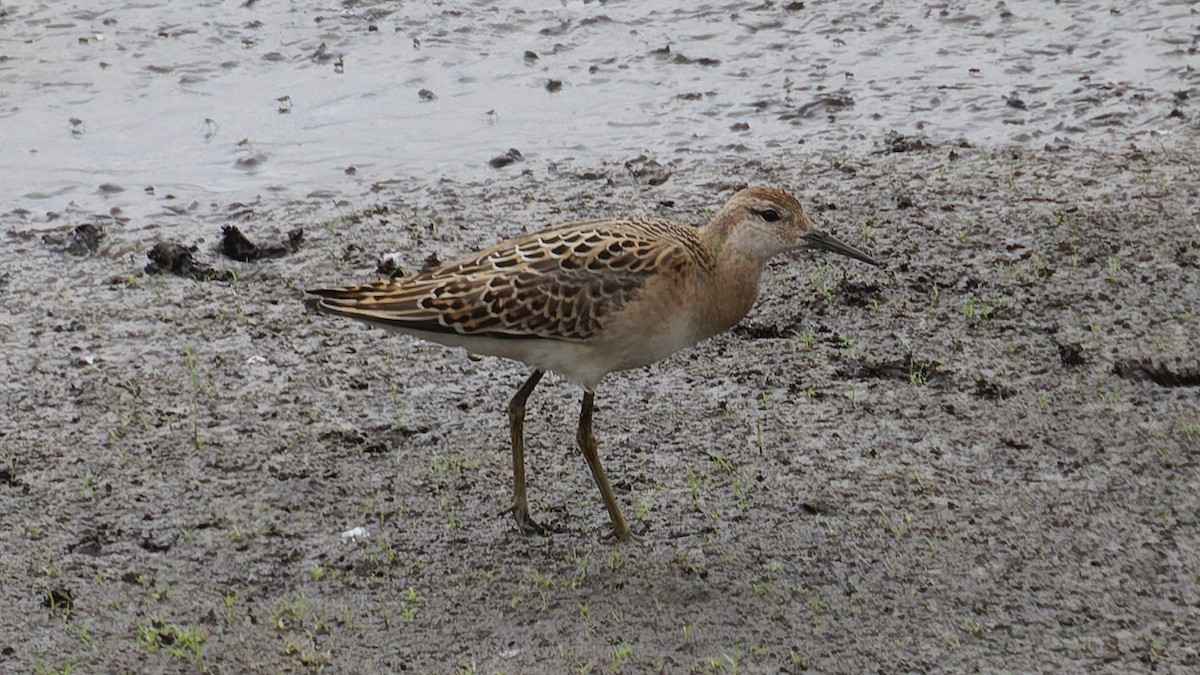 Ruff - ML642285560