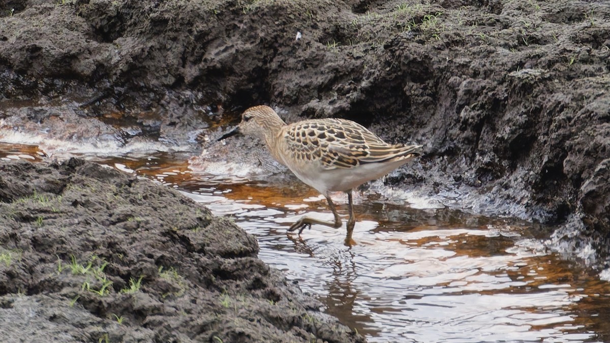 Ruff - ML642285561