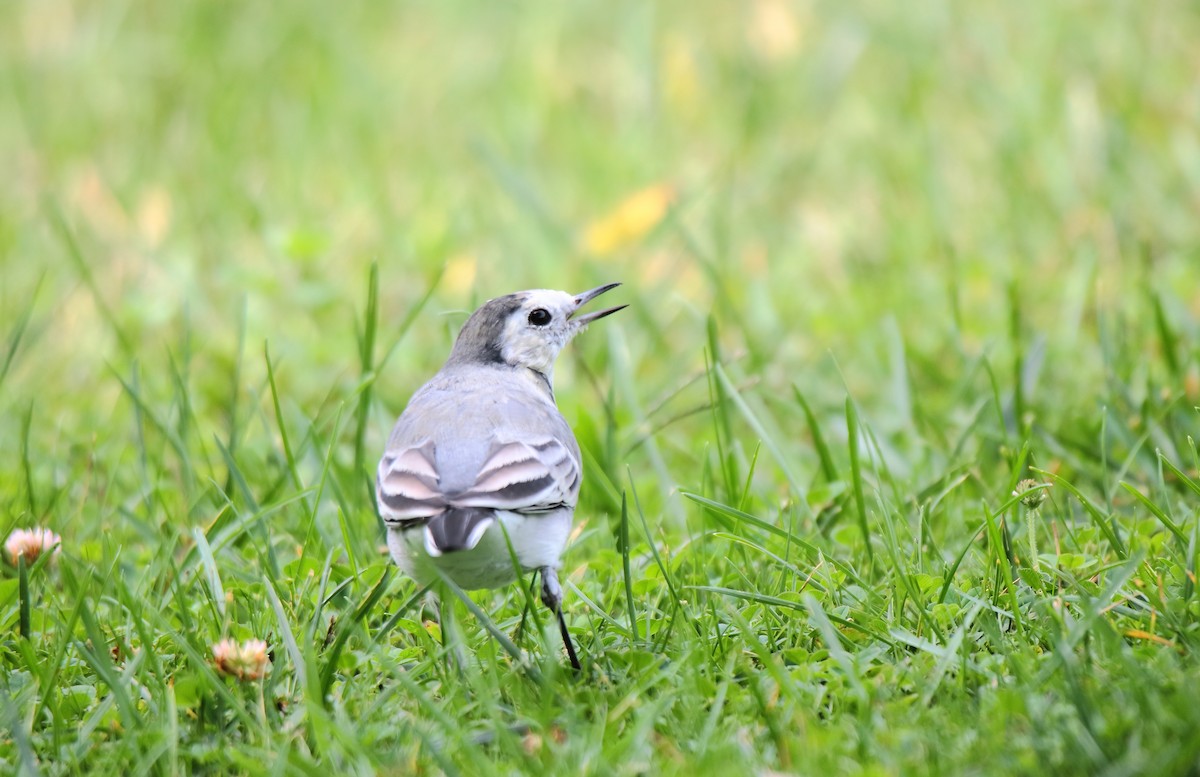 Хөх цэгцгий - ML642285572