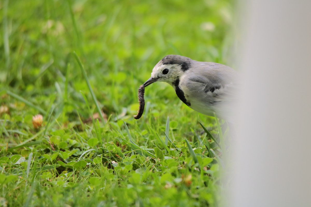 Хөх цэгцгий - ML642285573