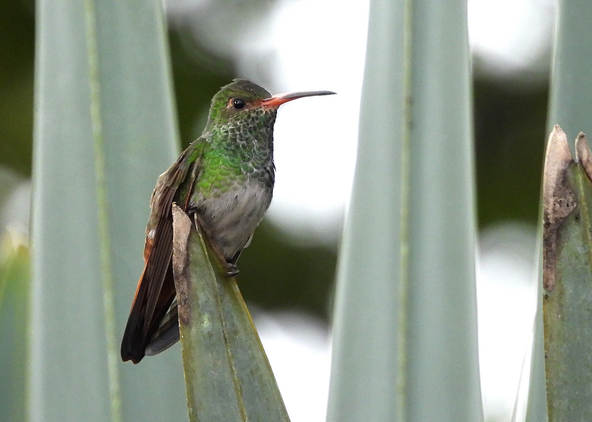 Rufous-tailed Hummingbird - ML642285625