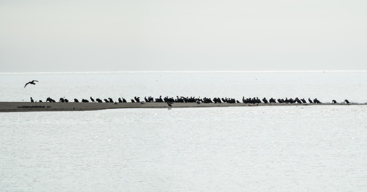 Double-crested Cormorant - ML642285636
