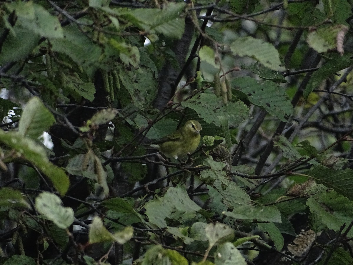 Tennessee Warbler - ML642285645