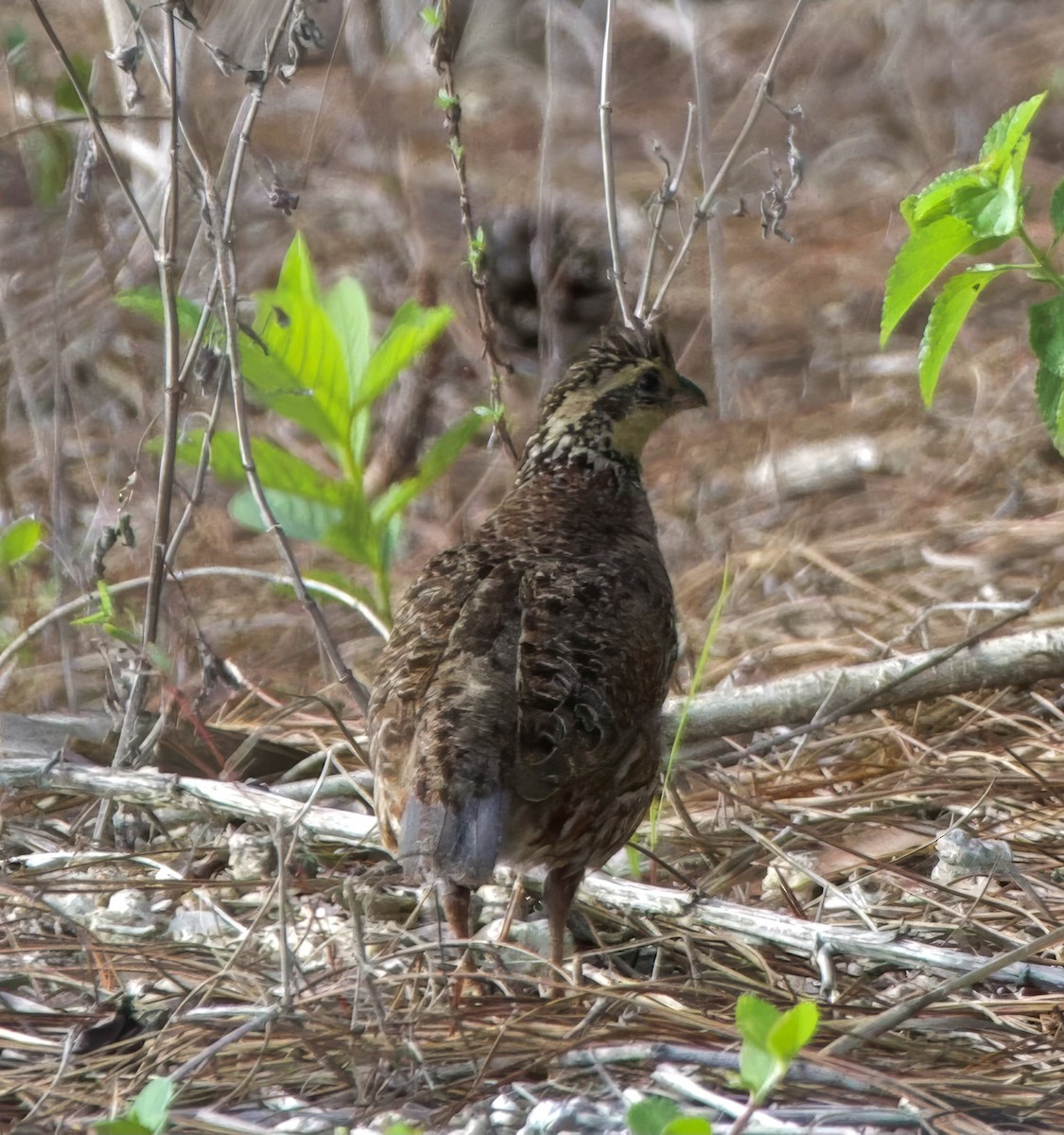 Northern Bobwhite - ML642285649