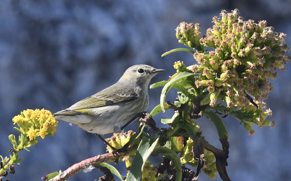 Cape May Warbler - ML642285659