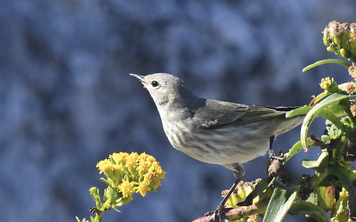 Cape May Warbler - ML642285665