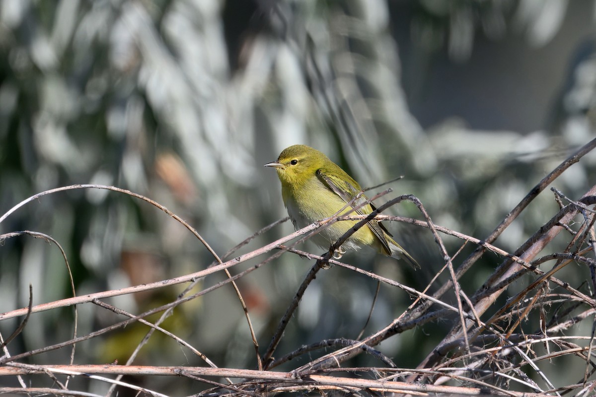 סבכון טנסי - ML642285694
