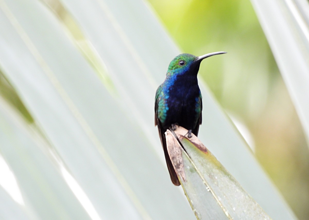 Black-throated Mango - ML642285713