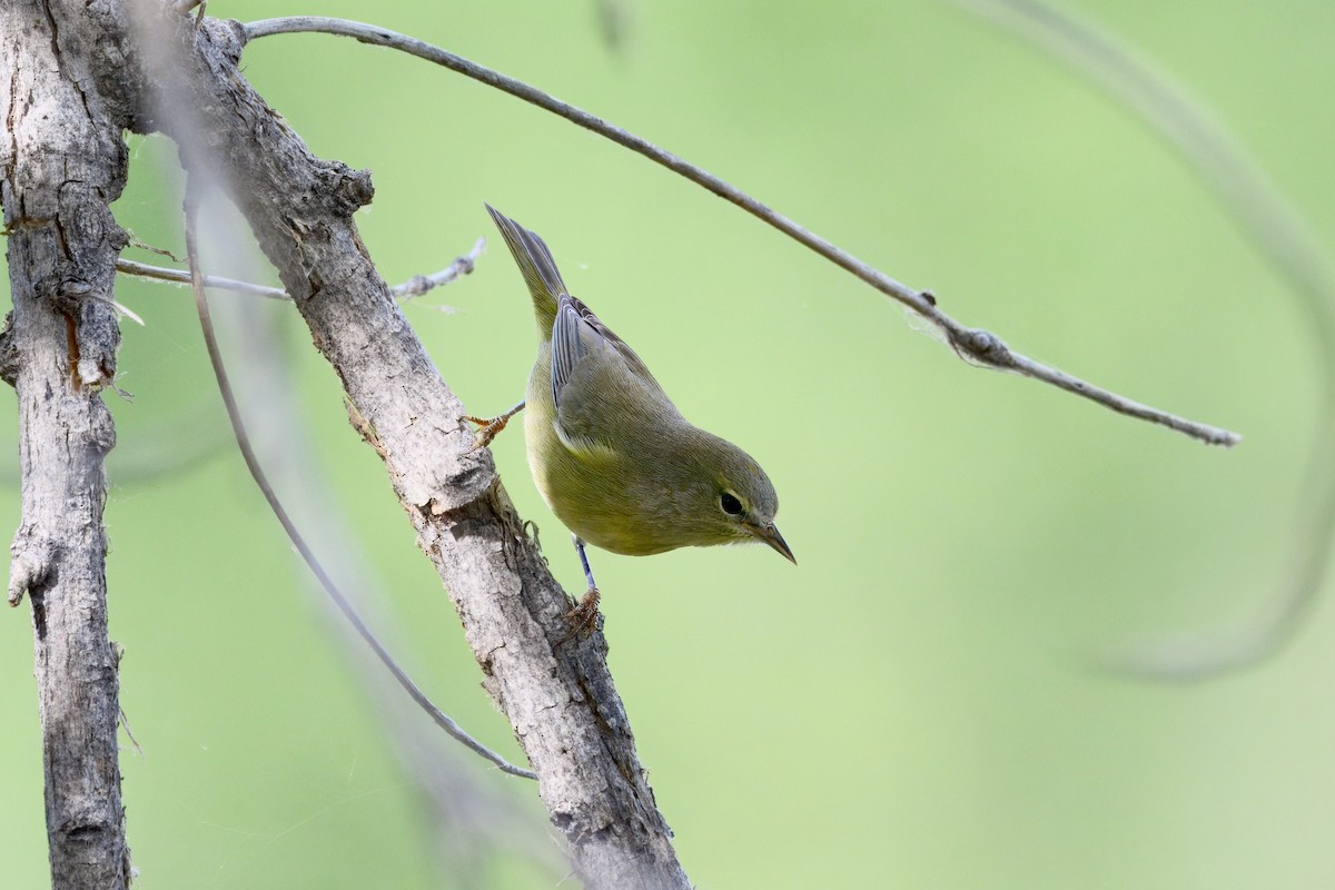 Orange-crowned Warbler - ML642285714