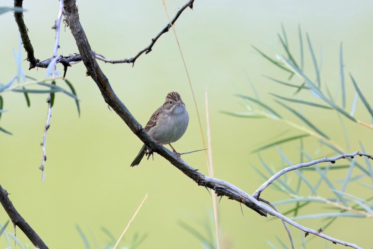 Brewer's Sparrow - ML642285729