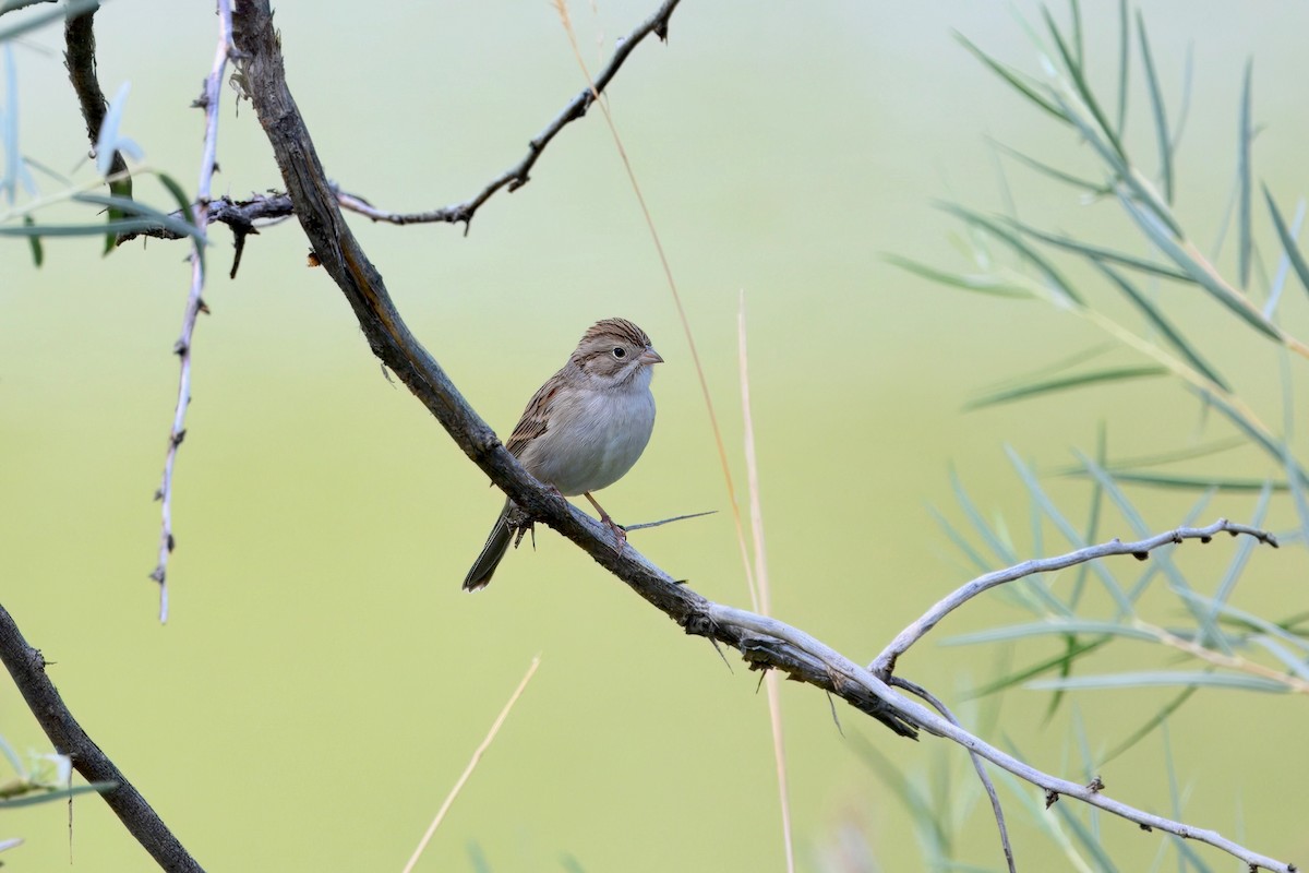 Brewer's Sparrow - ML642285730