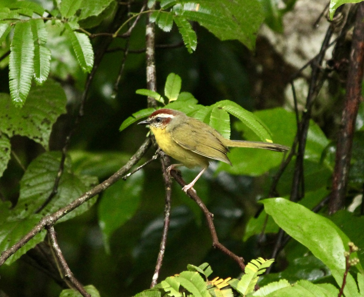 Rufous-capped Warbler (salvini) - ML642285755