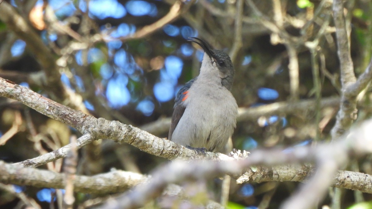 Mouse-colored Sunbird - ML642285756