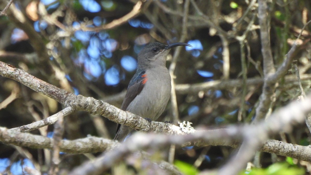 Mouse-colored Sunbird - ML642285757