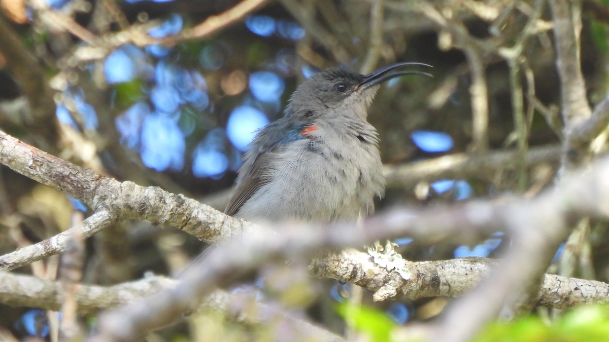 Mouse-colored Sunbird - ML642285758