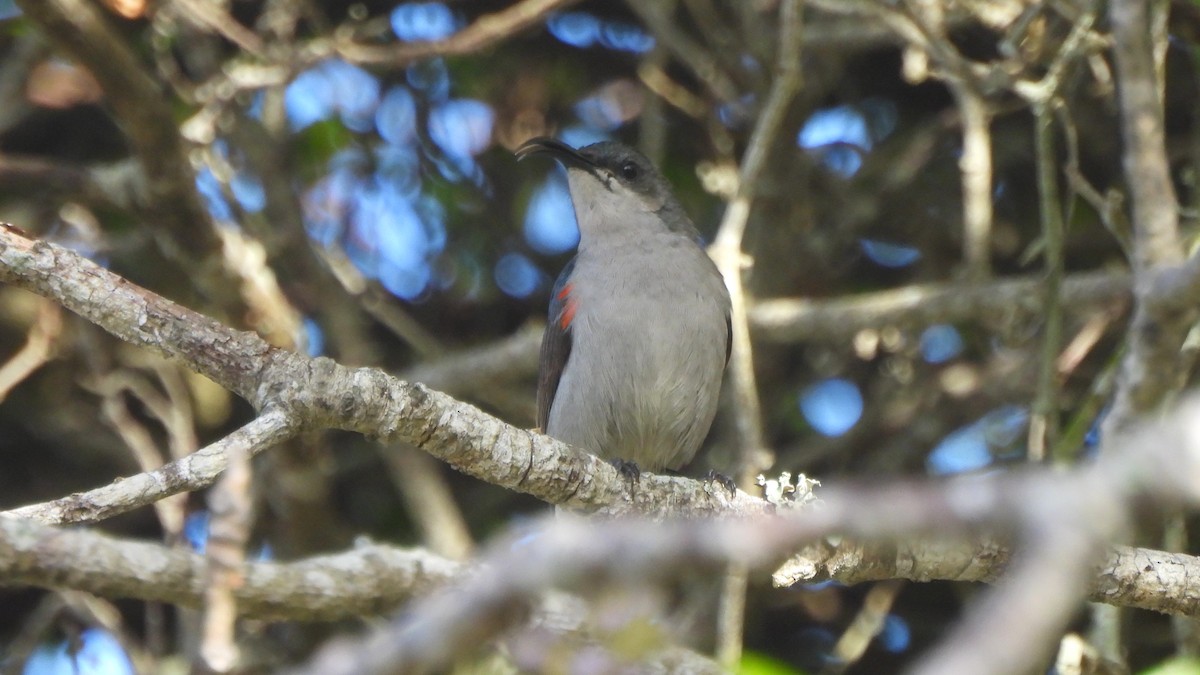 Mouse-colored Sunbird - ML642285759