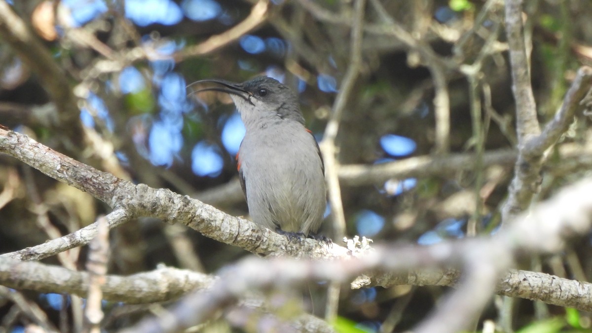 Mouse-colored Sunbird - ML642285760
