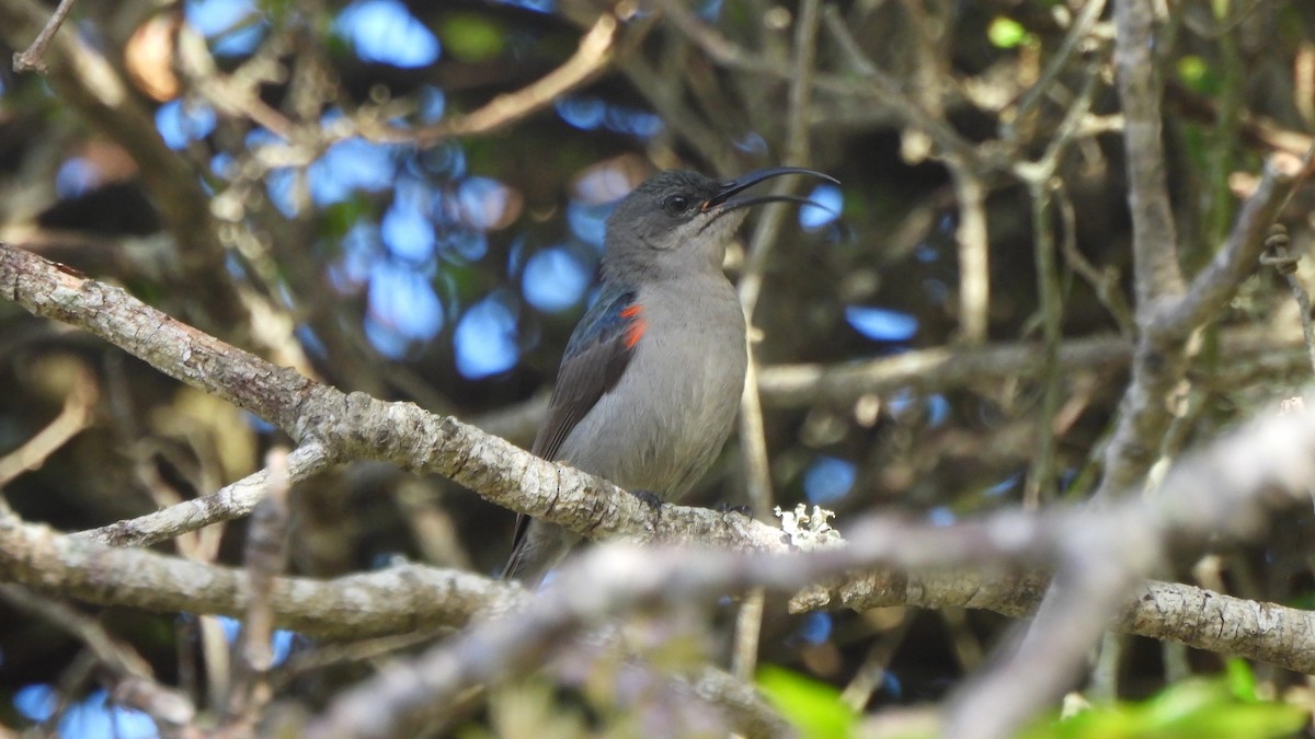 Mouse-colored Sunbird - ML642285761
