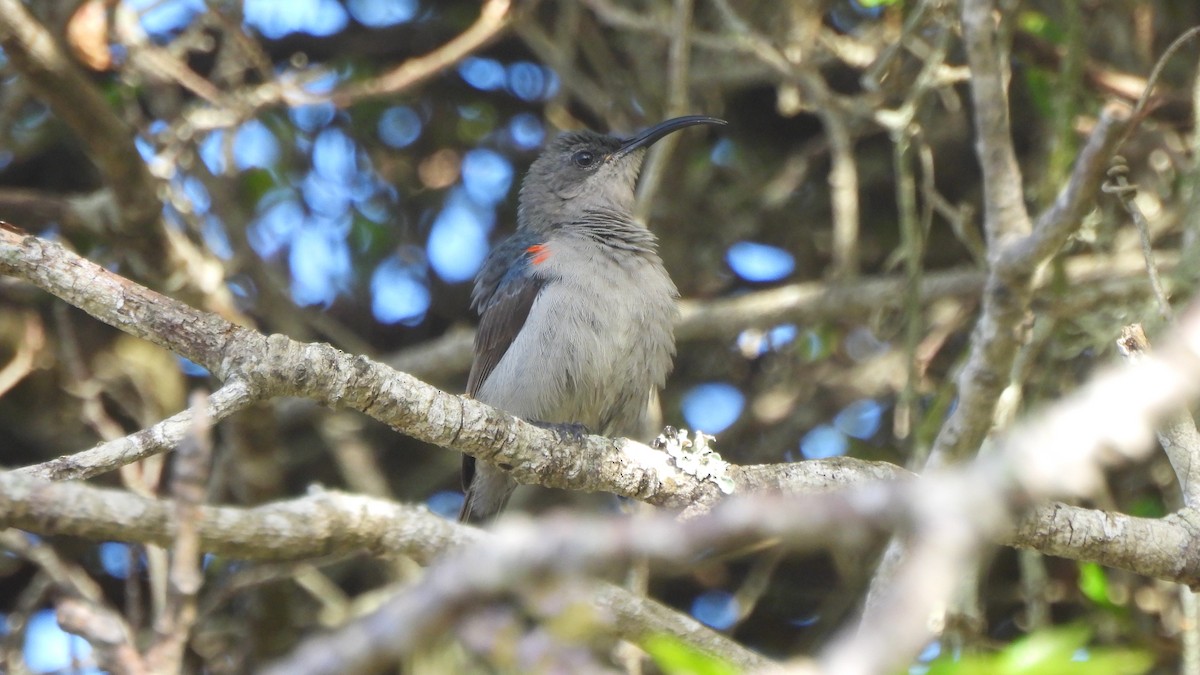 Mouse-colored Sunbird - ML642285763