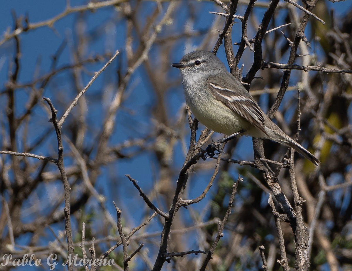 Straneck's Tyrannulet - ML642285766