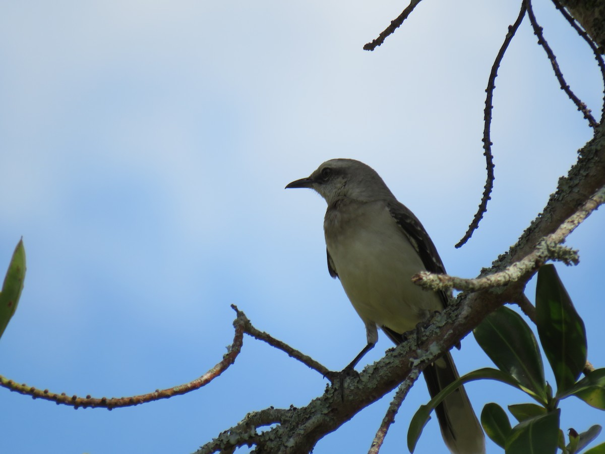Tropical Mockingbird - ML642285787