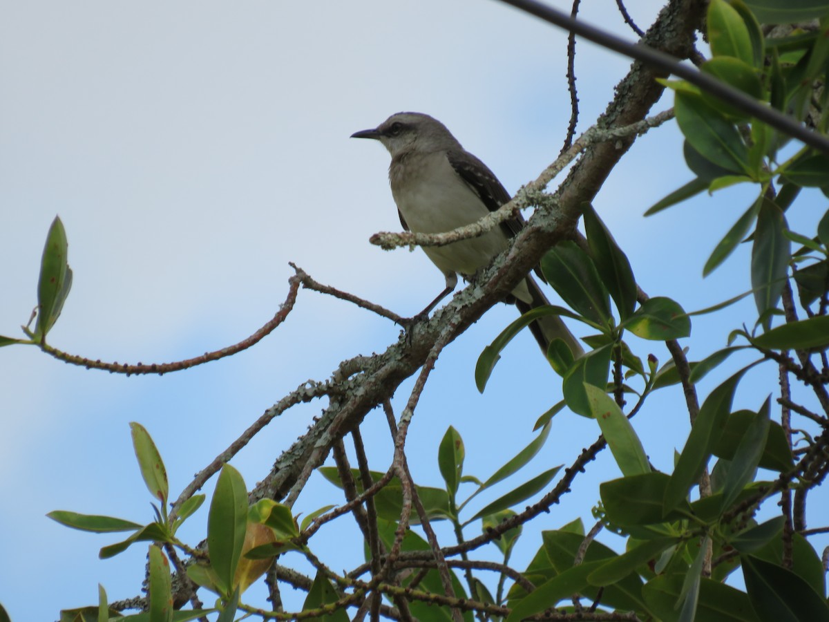 Tropical Mockingbird - ML642285788