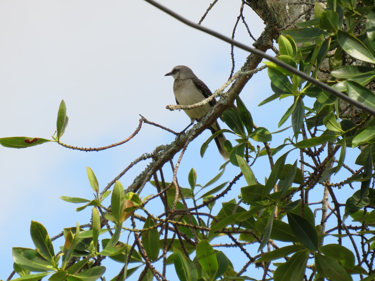 Tropical Mockingbird - ML642285789