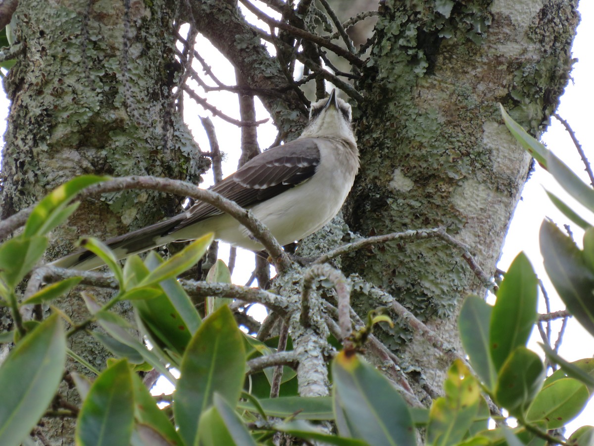 Tropical Mockingbird - ML642285790