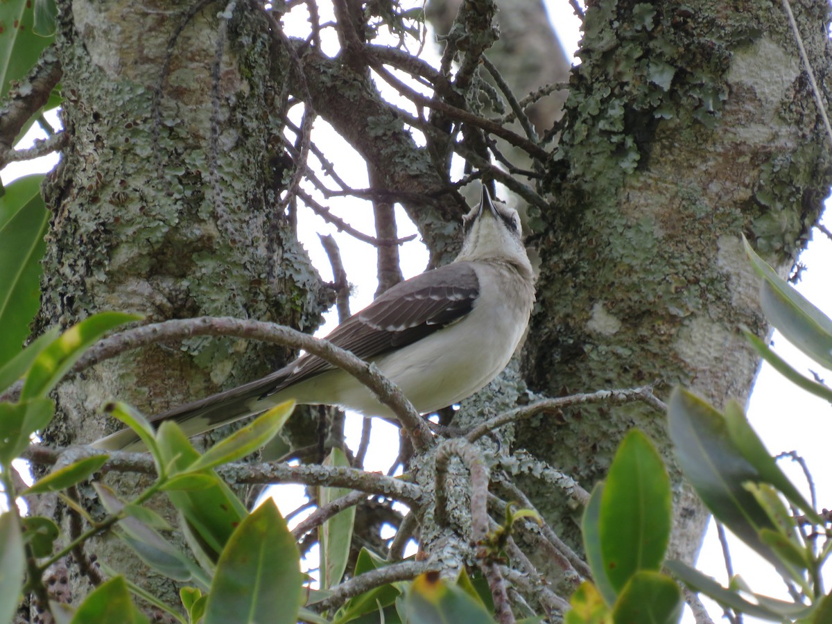 Tropical Mockingbird - ML642285791