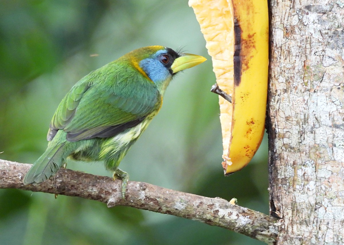 Red-headed Barbet - ML642285811