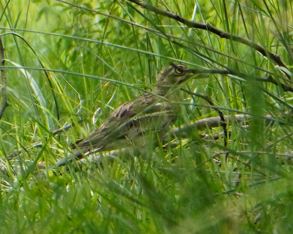 bengaltriel - ML642285821