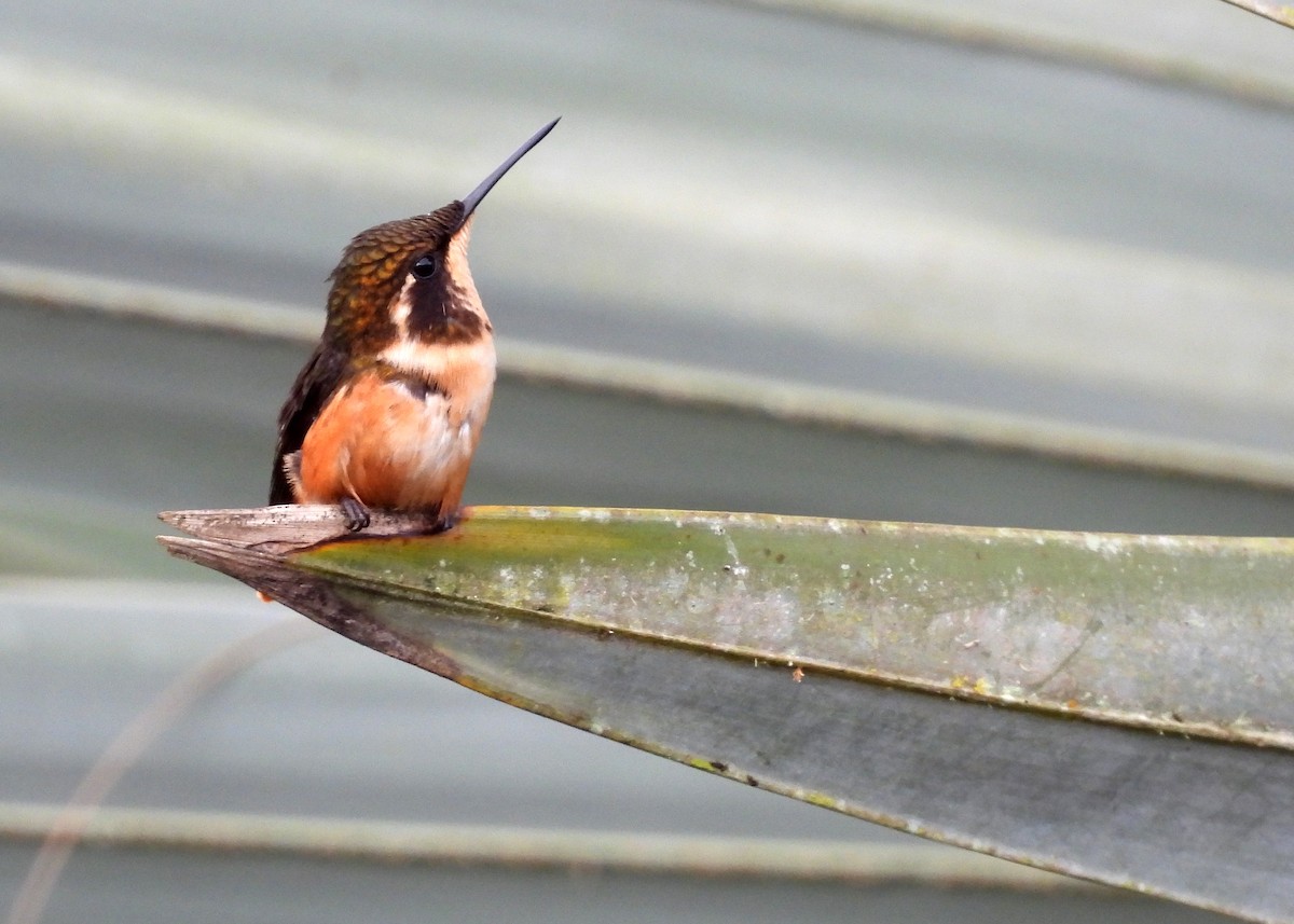 Purple-throated Woodstar - ML642285845