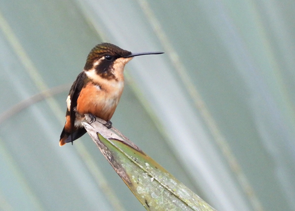 Purple-throated Woodstar - ML642285846