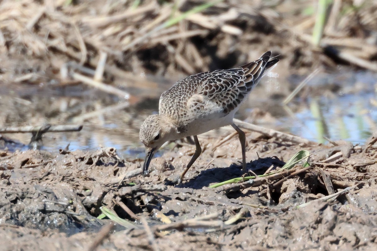 Buff-breasted Sandpiper - ML642285882