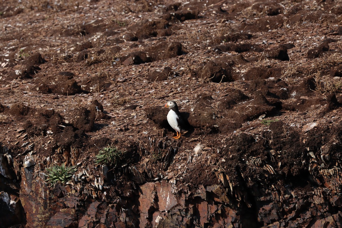Atlantic Puffin - ML642285883