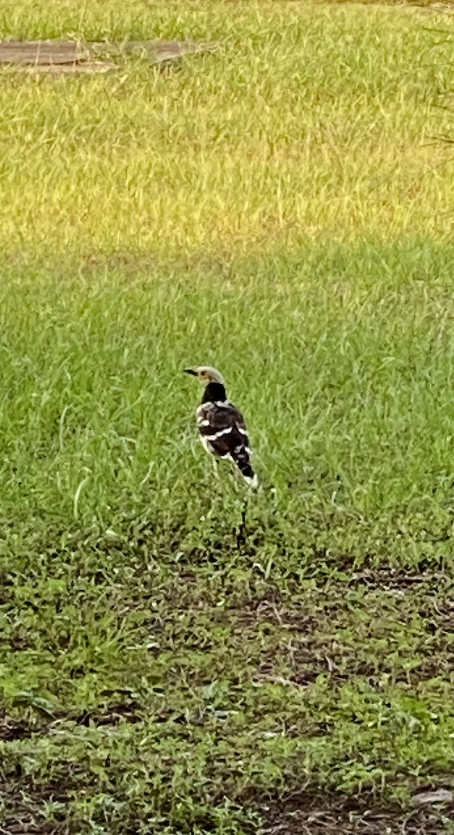 Black-collared Starling - ML642285902