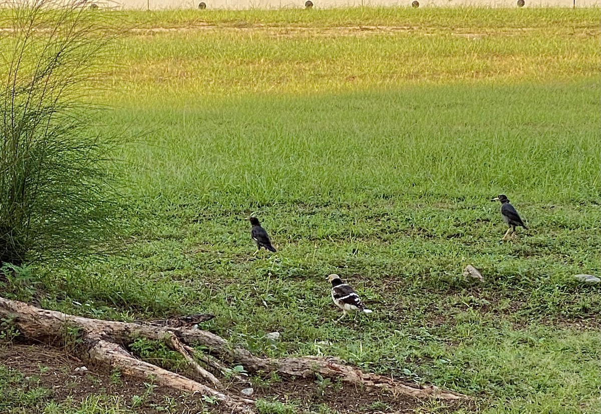 Black-collared Starling - ML642285903