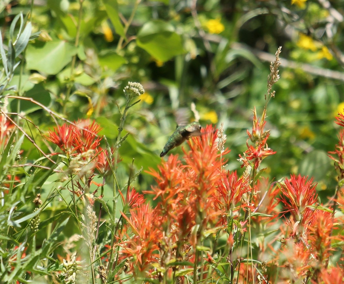 Calliope Hummingbird - Devon Bradley