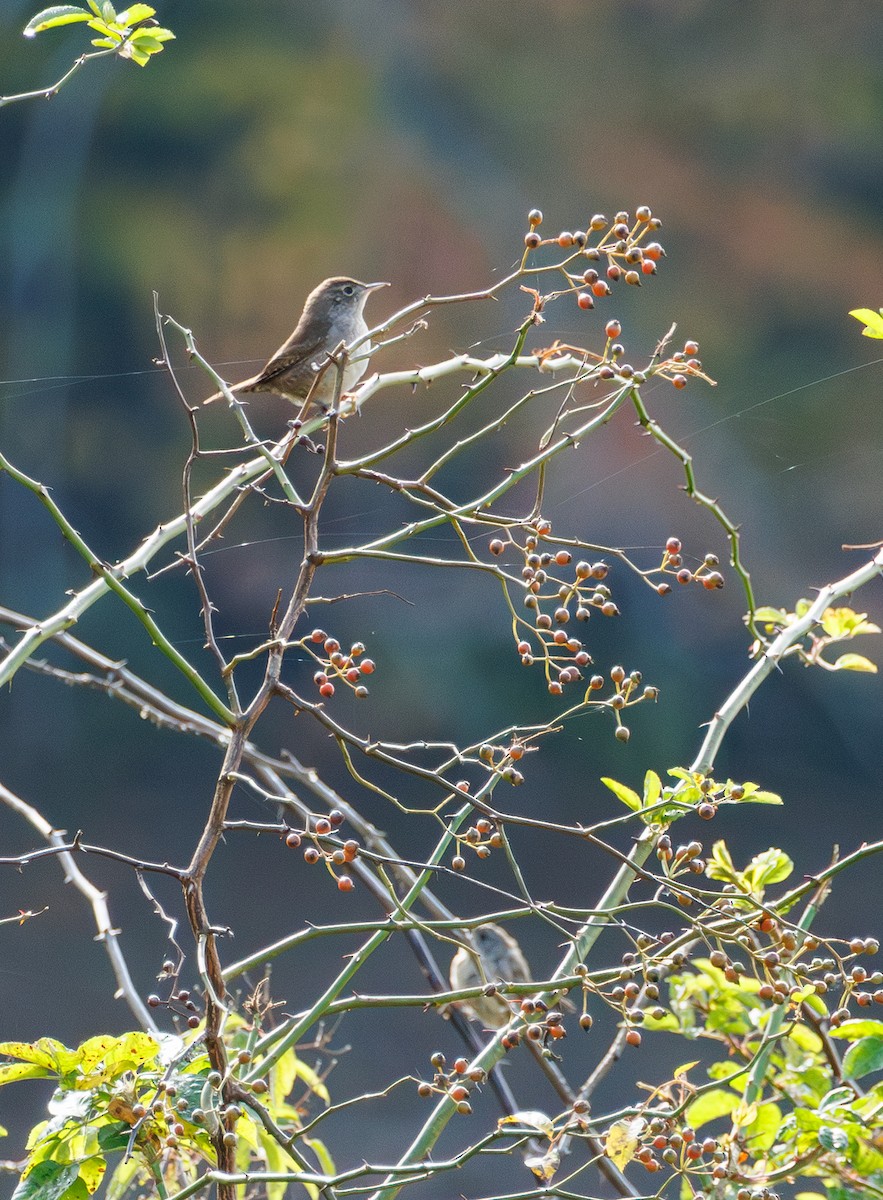 Northern House Wren - ML642285911