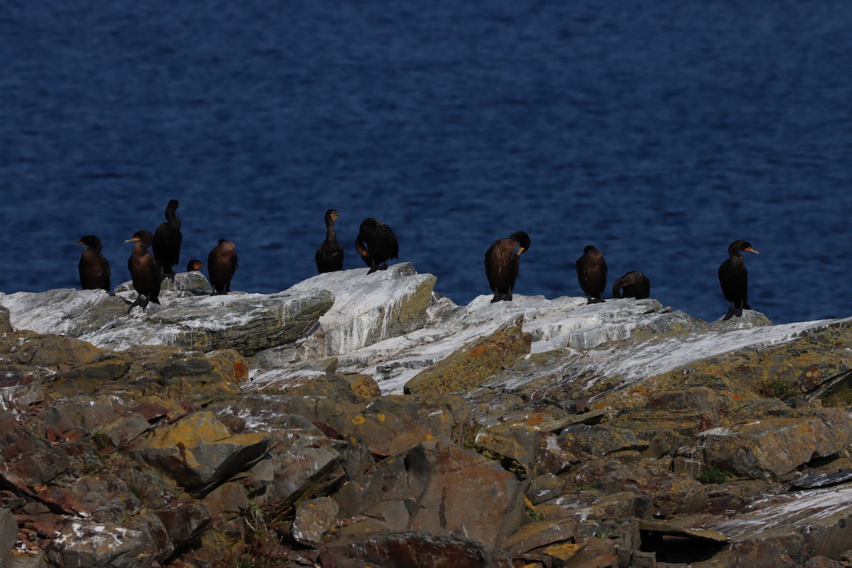 Double-crested Cormorant - ML642285953