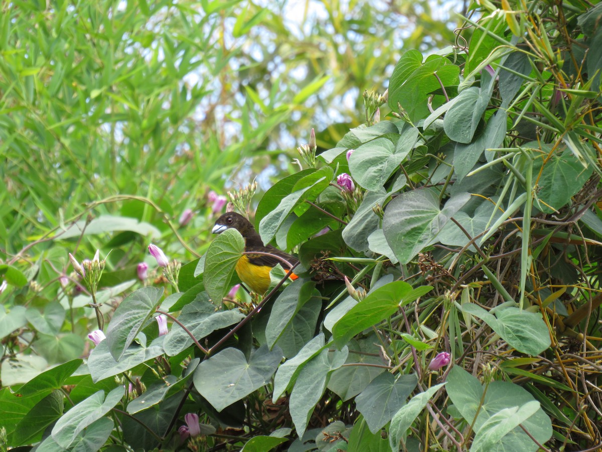 Alev Sokumlu Tangara - ML642285955