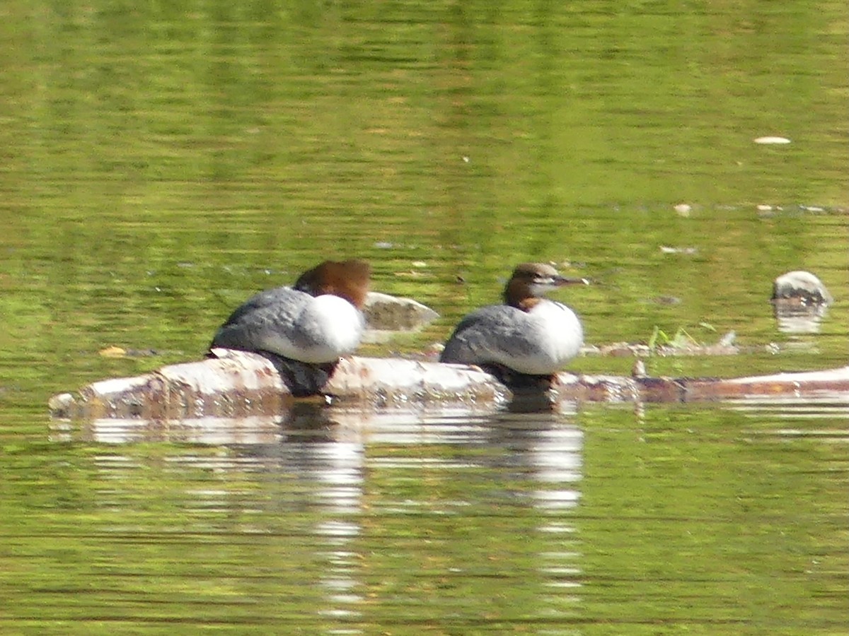 Common Merganser - ML642285982