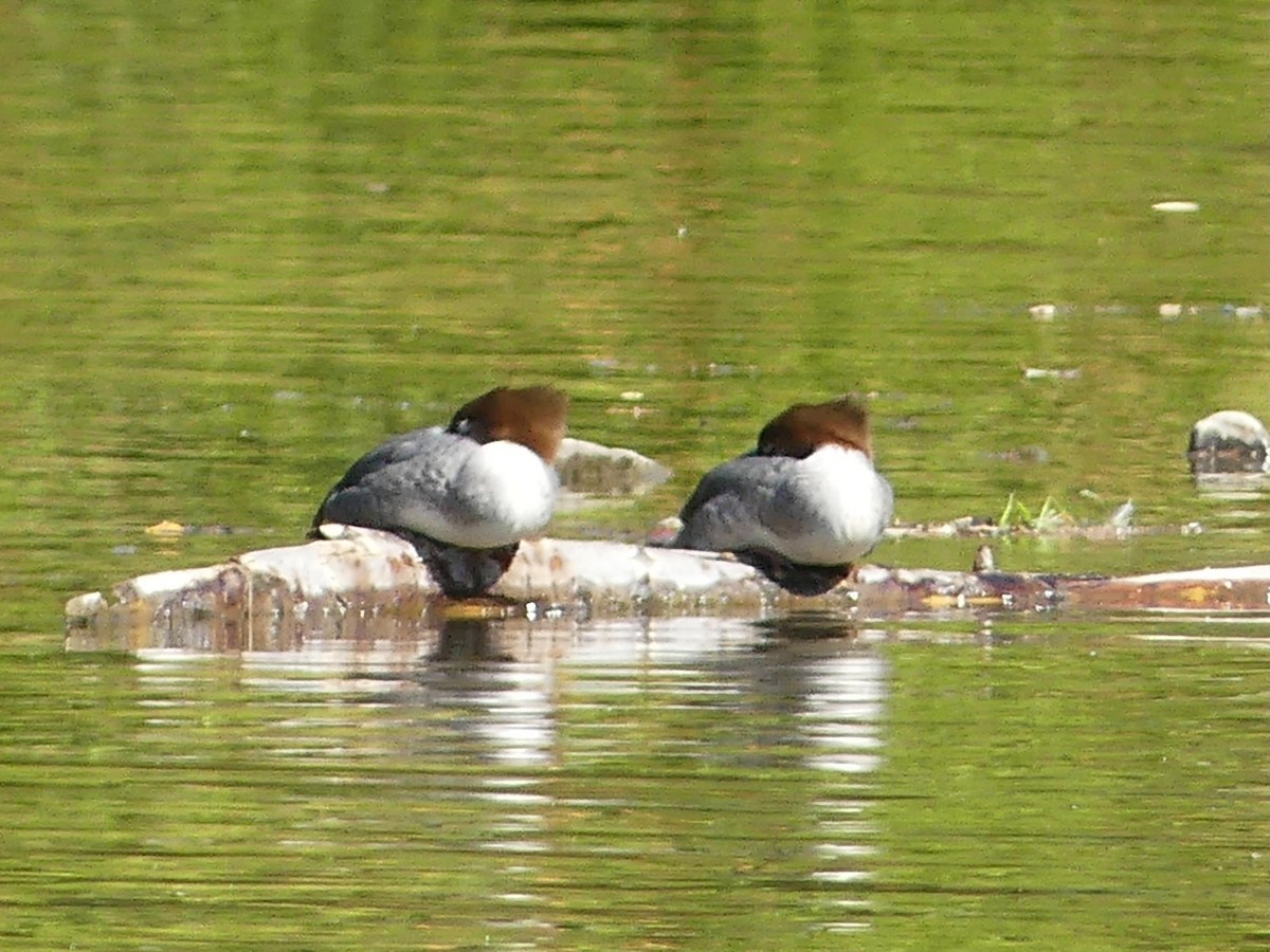 Common Merganser - ML642285983