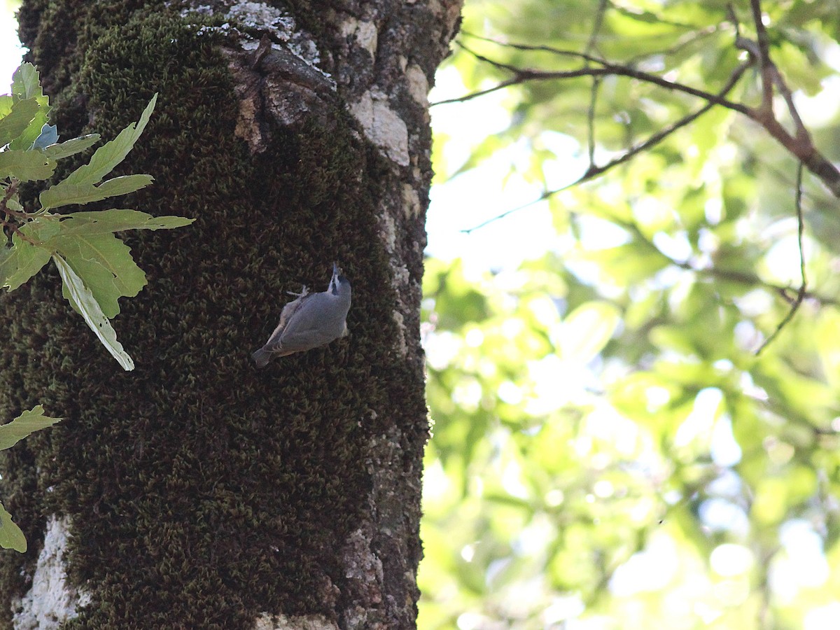 Algerian Nuthatch - ML642285988