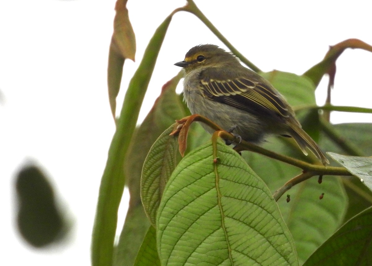 Golden-faced Tyrannulet - ML642286004