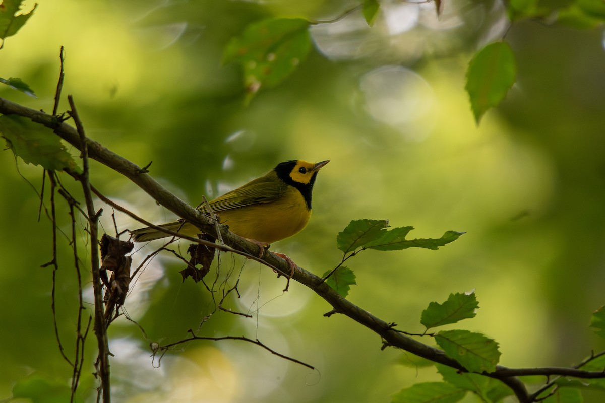 Hooded Warbler - ML642286055