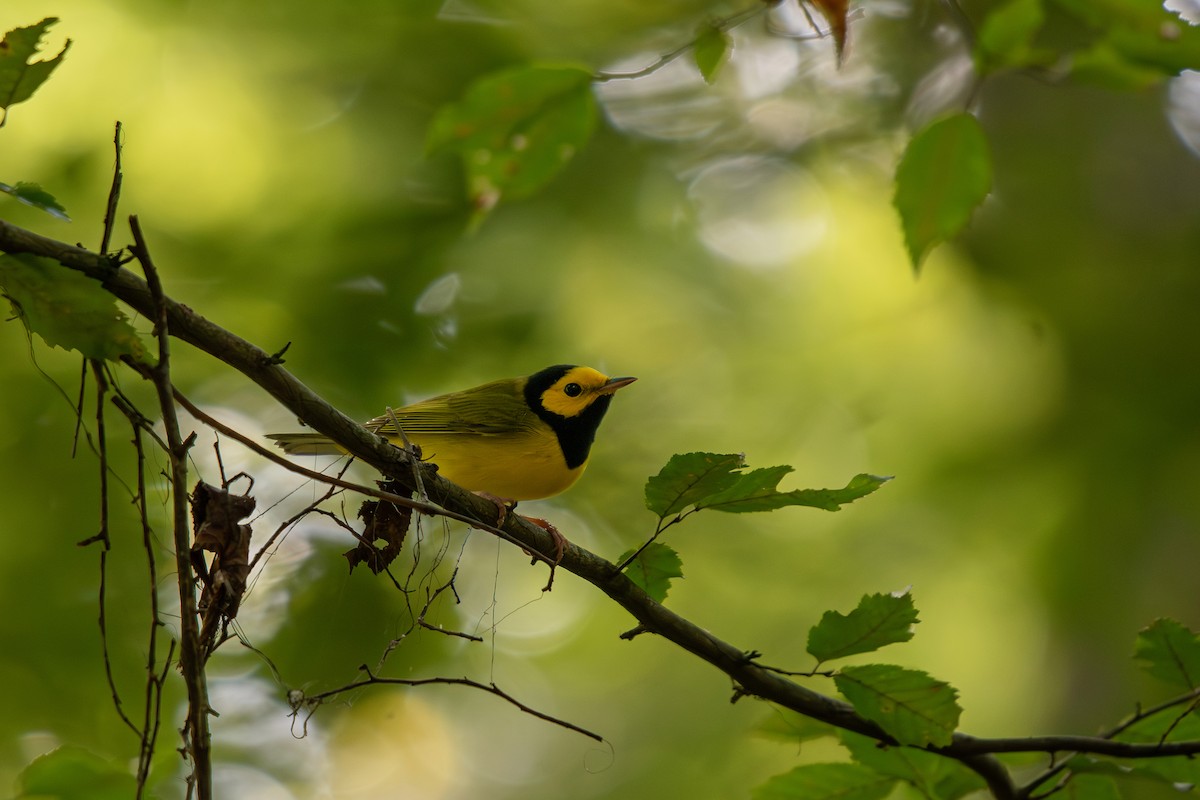 Hooded Warbler - ML642286057