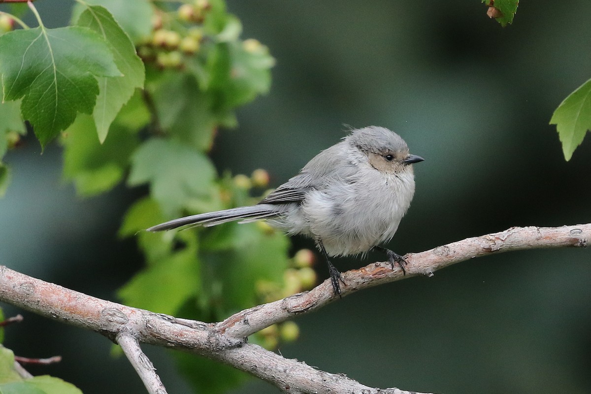 Bushtit - ML642286075